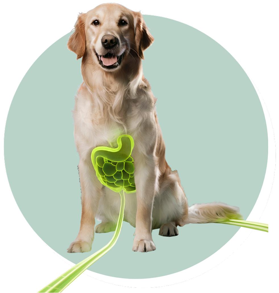 Fetch Gut Health for Dogs & Cats