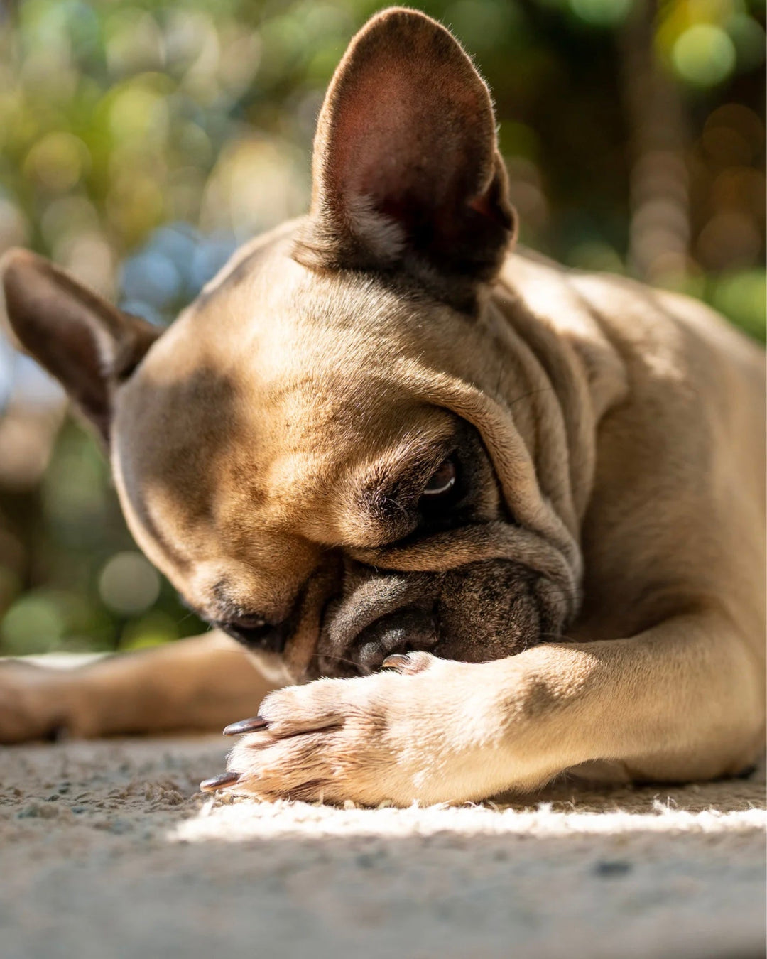 A Frenchie dog licking its itchy paws