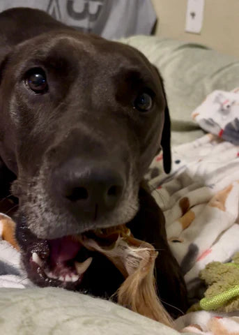 Dog vs Cat Dental Health — Why One-Size-Fits-All Dental Treats Don’t Work