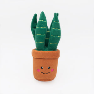 Snake Plant