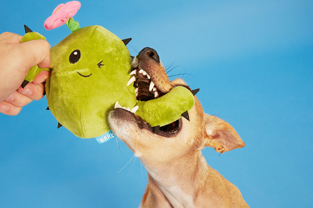 BARK Consuela the Cactus Dog Toy - Rip &amp; Reveal with Spiky Squeaker Ball