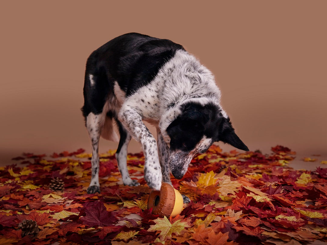 BARK Super Chewer Acornucopia Dog Toy Large - Treat Dispensing Peanut Scent