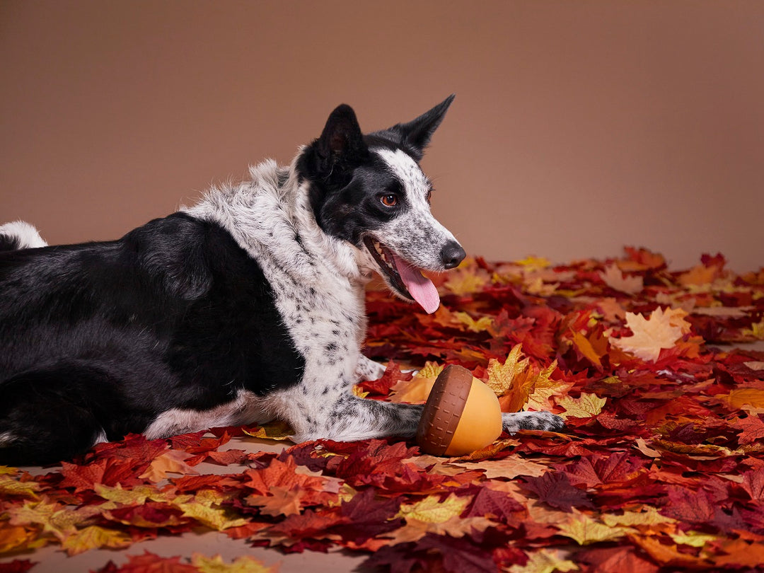 BARK Super Chewer Acornucopia Dog Toy Large - Treat Dispensing Peanut Scent