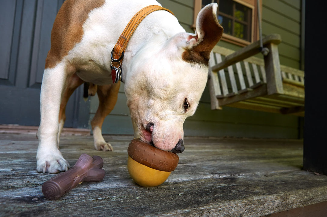 BARK Super Chewer Acornucopia Dog Toy Large - Treat Dispensing Peanut Scent