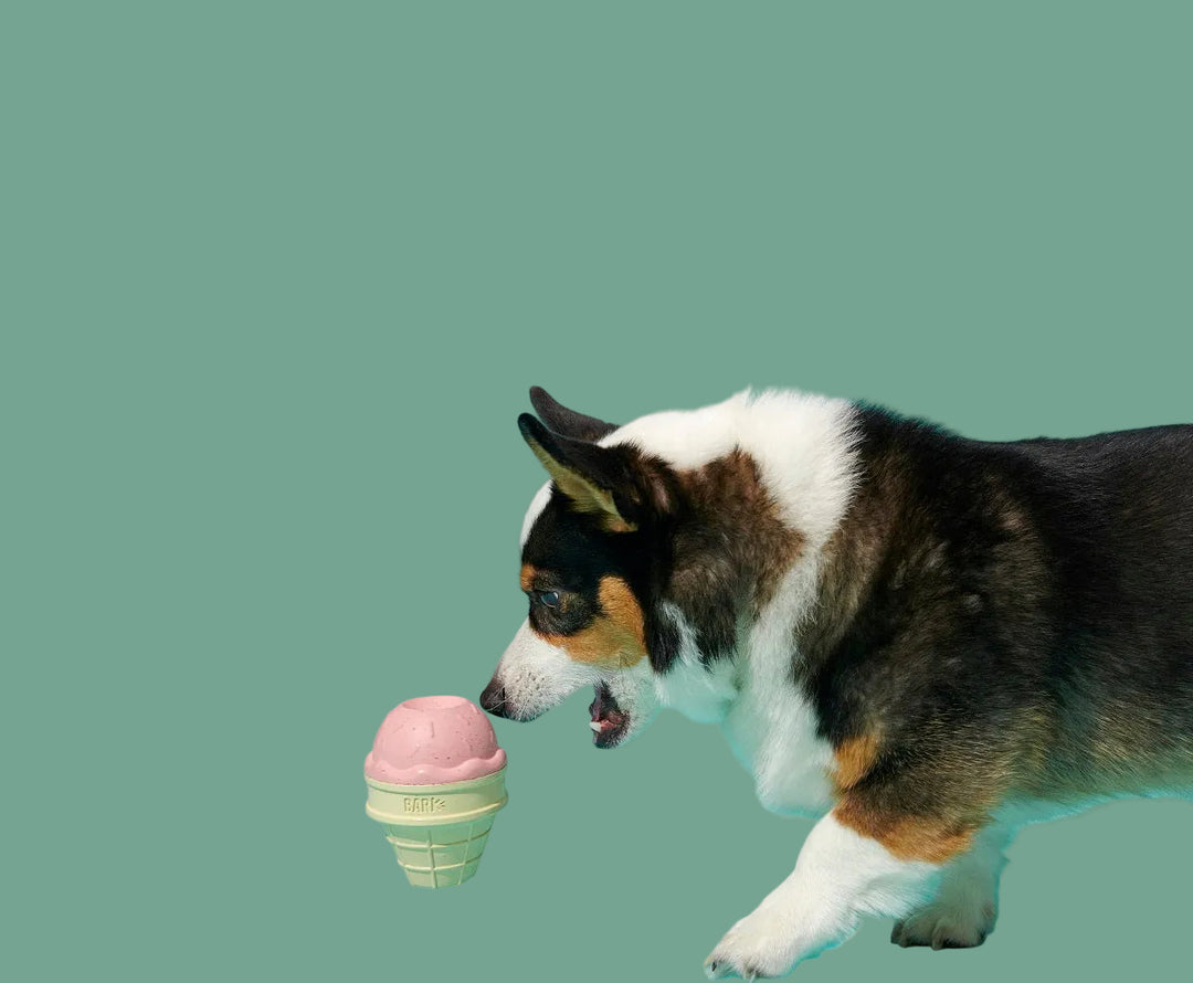 Dog with a pink ice cream cone on a blue background