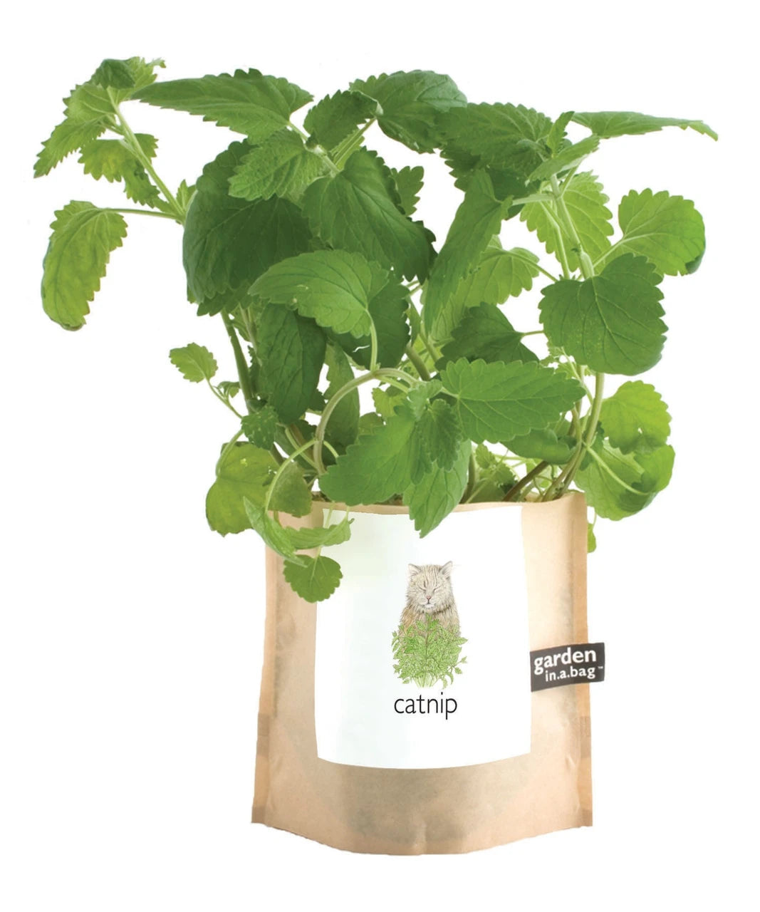 Garden in a Bag | Cat Grass &amp; Catnip Grow Kit