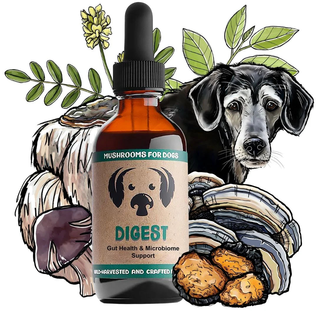 MycoDog - Digest Tincture 2oz