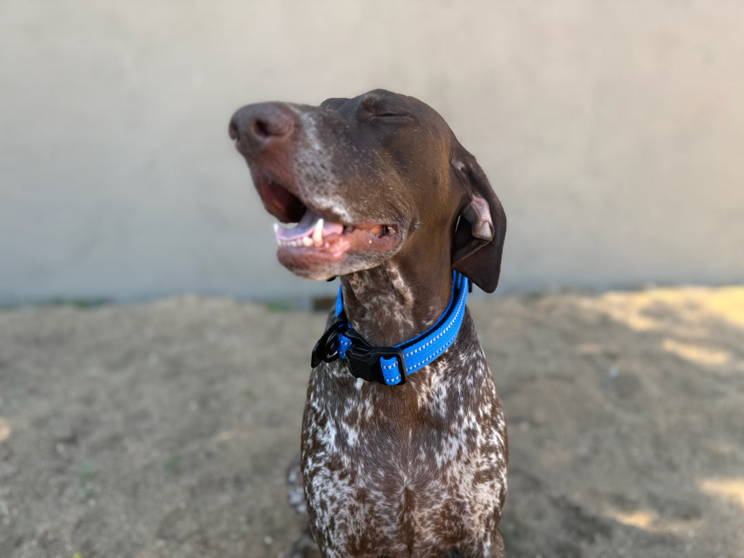 MagnePup Click &amp; Go Collar - Magnetic Dog Collar