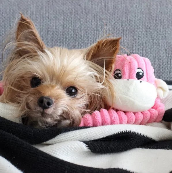 ZippyPaws Spencer the Small Crinkle Monkey - Squeaker &amp; Crinkle Dog Toy