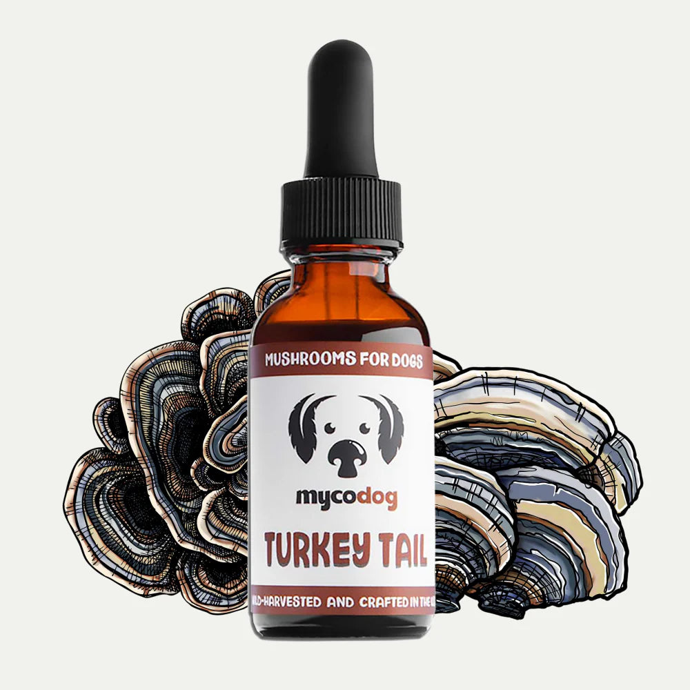 MycoDog - Turkey Tail Tincture 1oz